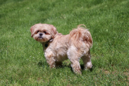 Shih Tzu met volle vacht