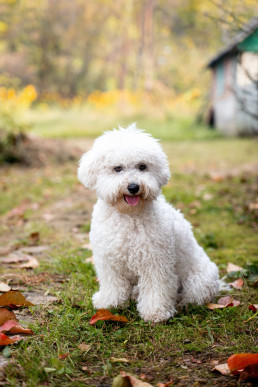 Bichon Fris&eacute; met witte krulvacht