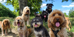 Verschillende hondenrassen