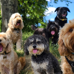 Verschillende hondenrassen