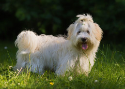 Havanese met lange witte vacht