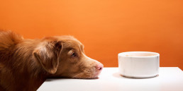 Hond die naar voerbak kijkr