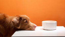 Hond die naar voerbak kijkr