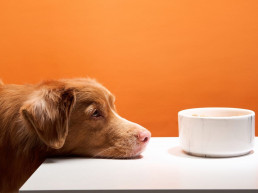 Hond die naar voerbak kijkr