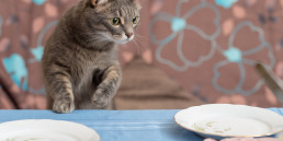 kat kijkt nieuwsgierig naar eten dat gevaarlijk kan zijn voor katten