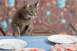 kat kijkt nieuwsgierig naar eten dat gevaarlijk kan zijn voor katten