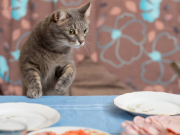 kat kijkt nieuwsgierig naar eten dat gevaarlijk kan zijn voor katten