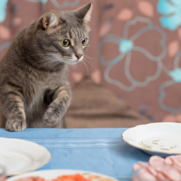 kat kijkt nieuwsgierig naar eten dat gevaarlijk kan zijn voor katten