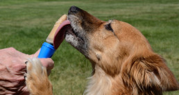 Hond geniet van een zelfgemaakt hondenijsje als verkoelende traktatie in de zomer