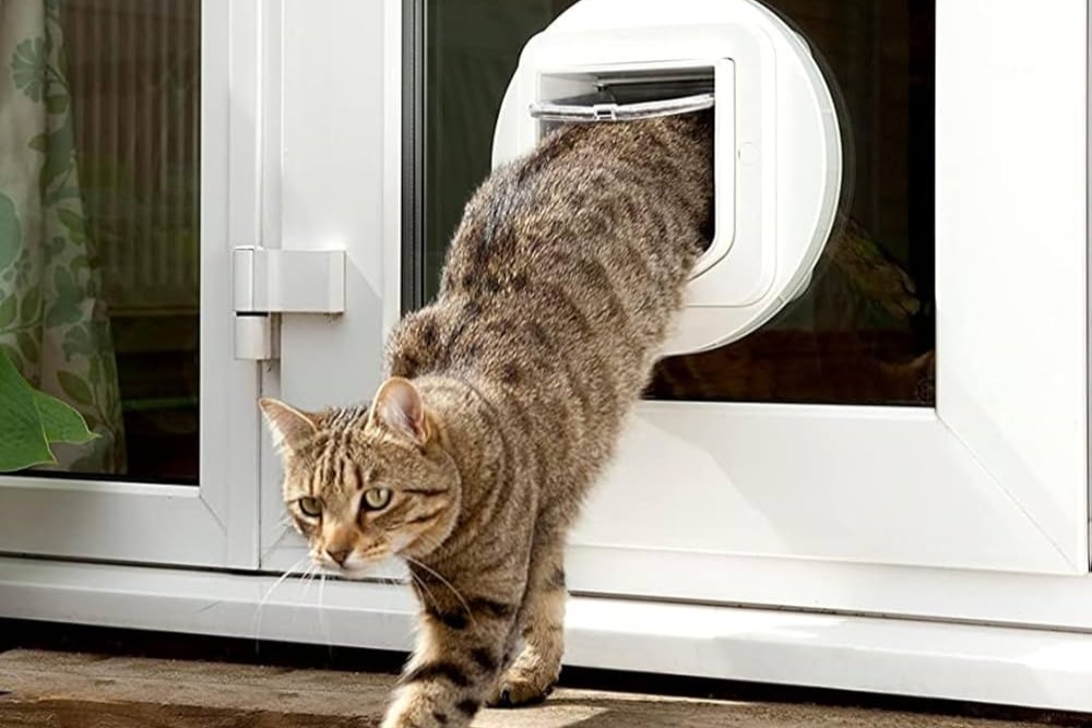Gestreepte kat stapt door een kattenluik naar buiten.