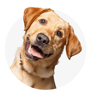 Hond