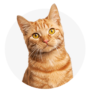 Kat