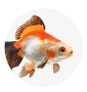 Vis en aquarium