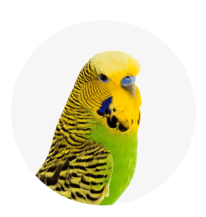 Vogel