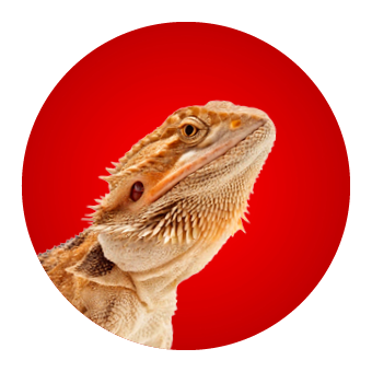 Reptiel en amfibie