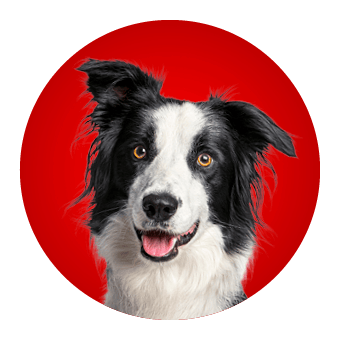 Hond