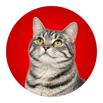 Kat