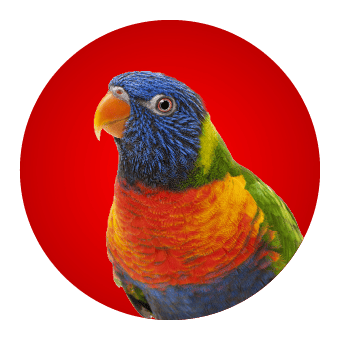 Vogel