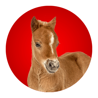 Paard en ruiter