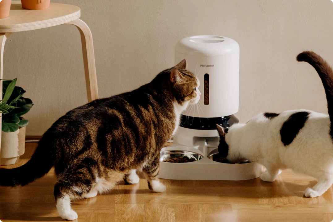 Twee katten drinken en eten uit een automatische voer- en drinkbak.