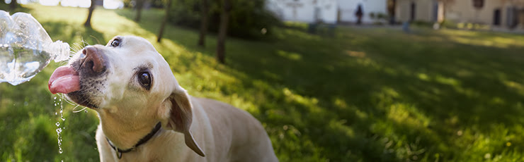 FAQ vestigingen, hond krijgt water