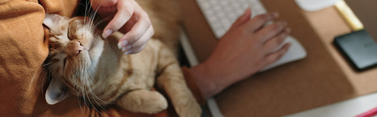 Vrouw achter laptop met kat op schoot