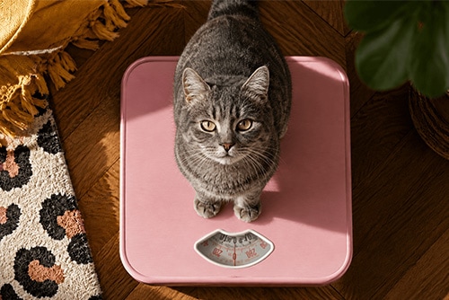 Grijze kat zit op een roze weegschaal, passend bij dieetvoer voor katten.