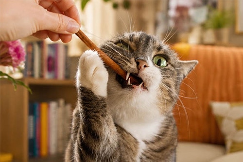 Kat krijgt een snack uit de hand en houdt deze met zijn pootjes vast.